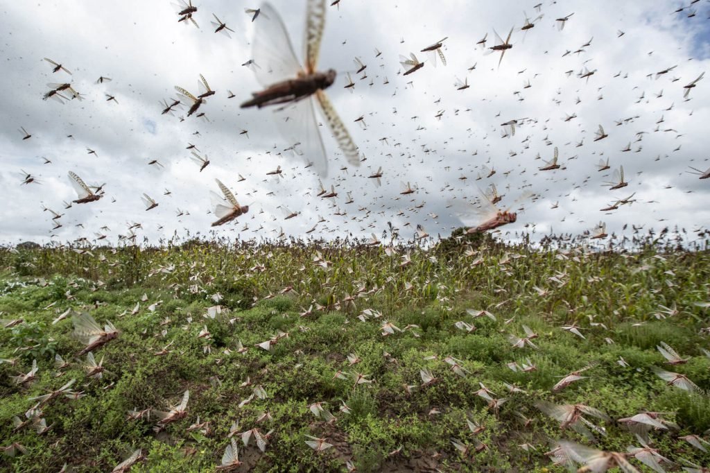 Locusts