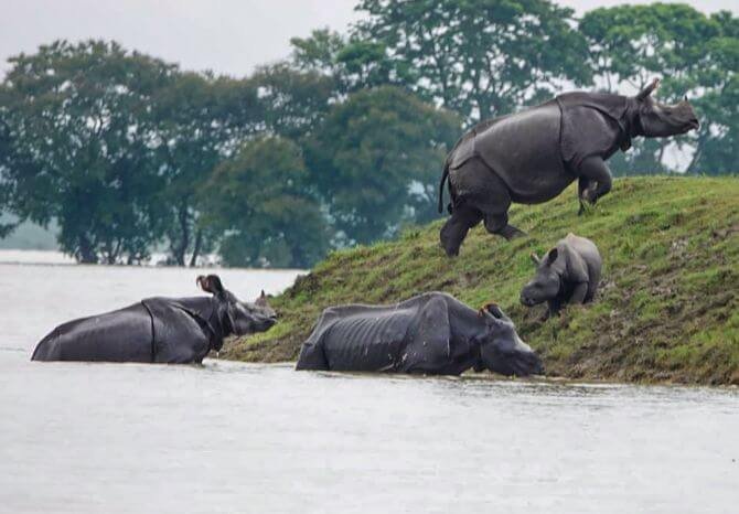 Kaziranga National Park