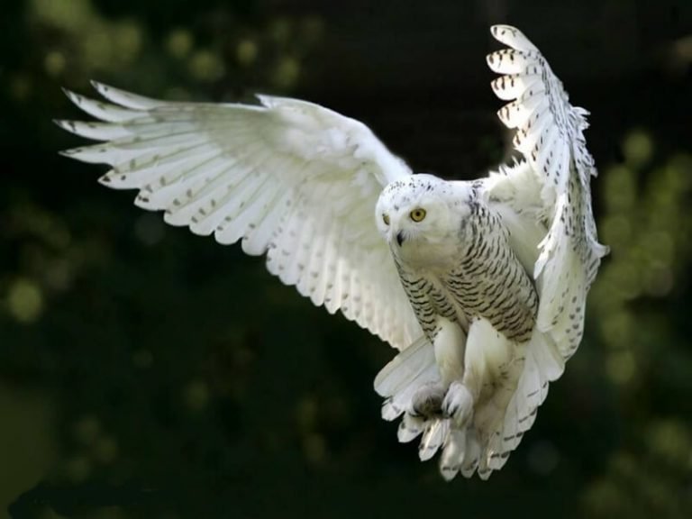 What White Owls Symbolize? Unveiling Some Shocking Superstitions!