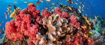 Coral Reefs