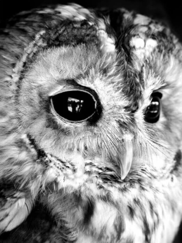 Can Seeing a White Owl in Dream Change Your Real Life?