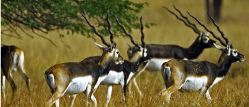 Wildlife Sanctuaries