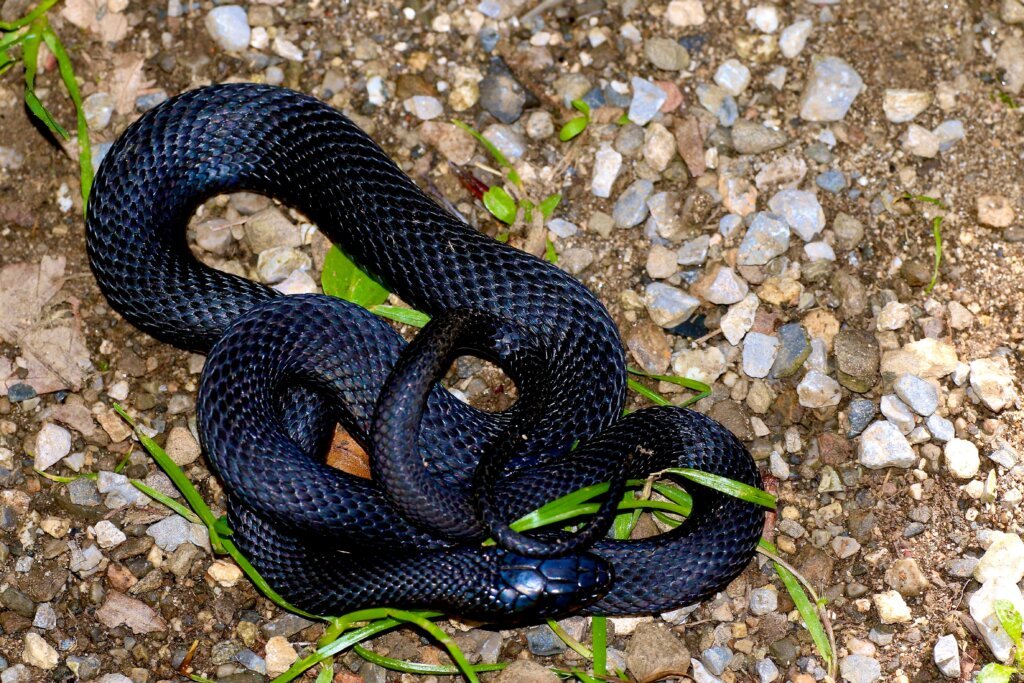Black Snake in a forest