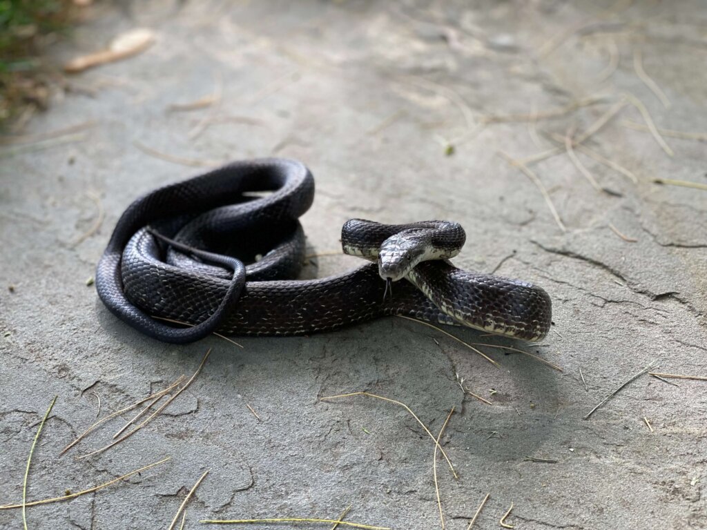 Black snake in a desert photograph