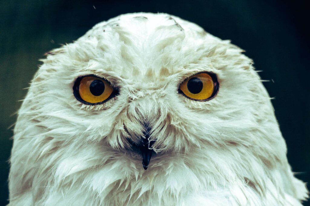 White Owl Staring