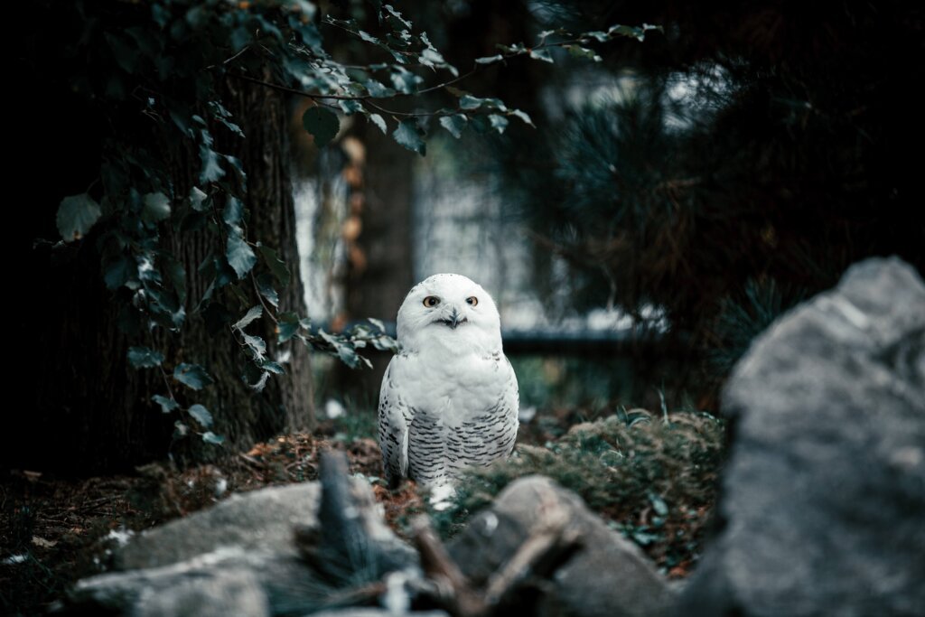 White Owl in a Forest