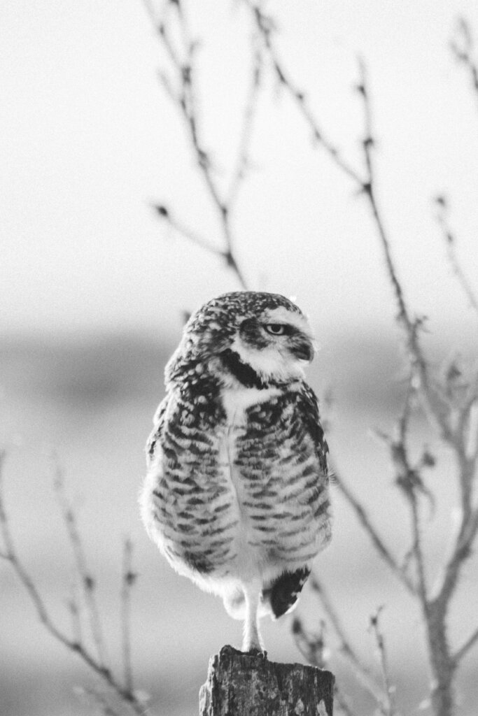 White owl photograph