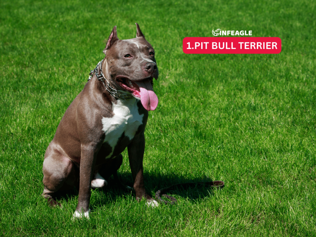 Pit Bull Terrier - #1 Aggressive Dog Breeds