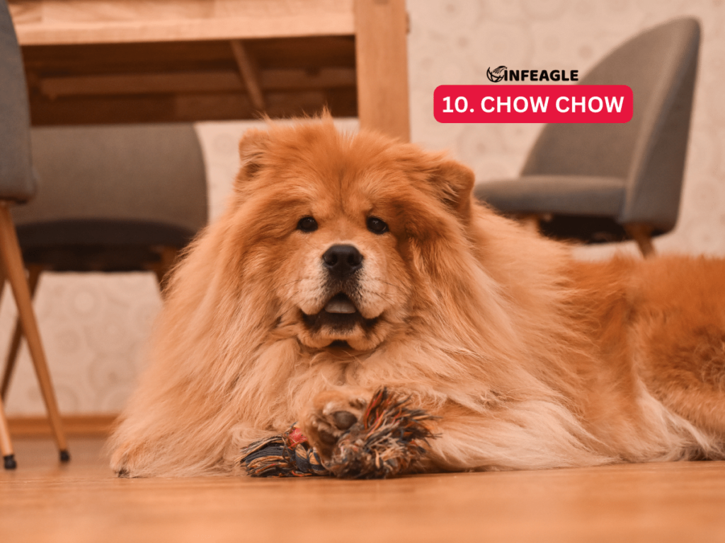 Chow Chow - #10 Aggressive Dog Breeds