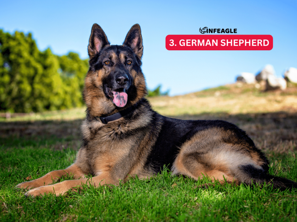 German Shepherd - #3 Aggressive Dog Breeds
