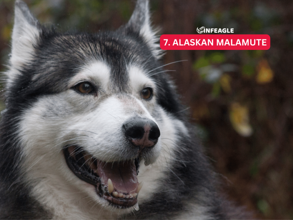 Alaskan Malamute - #7 Aggressive Dog Breeds