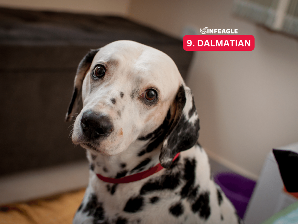 Dalmatian - #9 Aggressive Dog Breeds