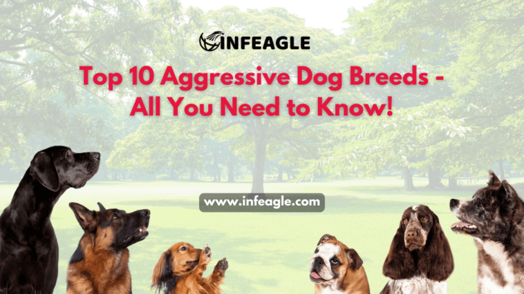 Aggressive Dog Breeds