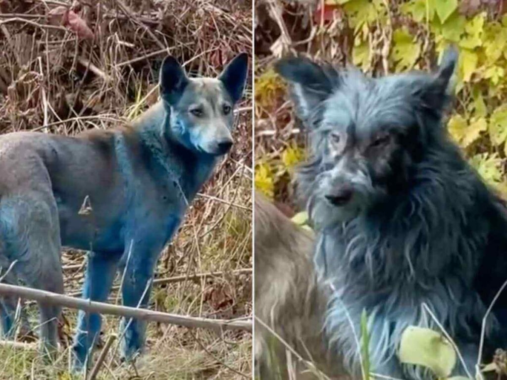 Blue Dogs of Chernobyl